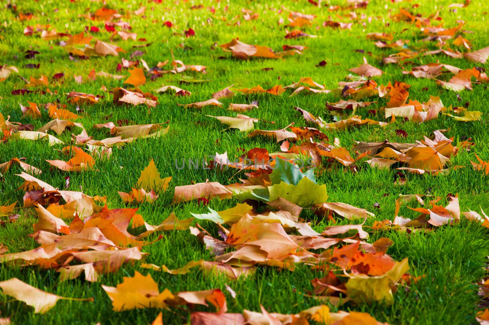 Autumn leaves on the green grass. by lobzik