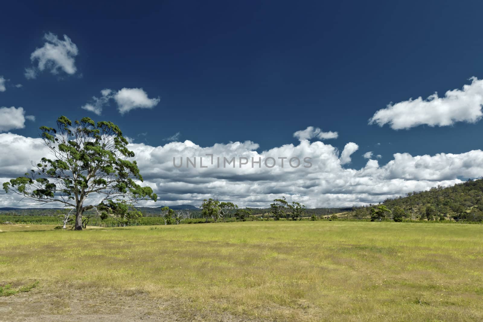 An image of the australian green meadow