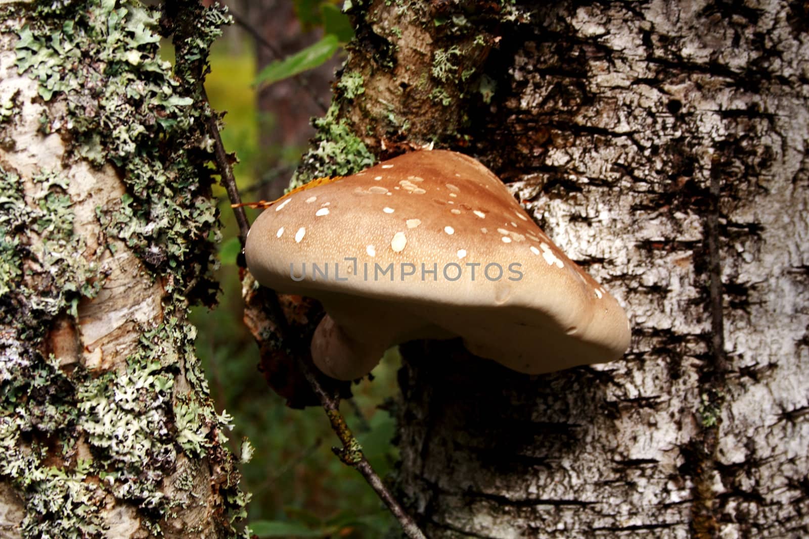 Mushroom growing between green lawn in deep forest