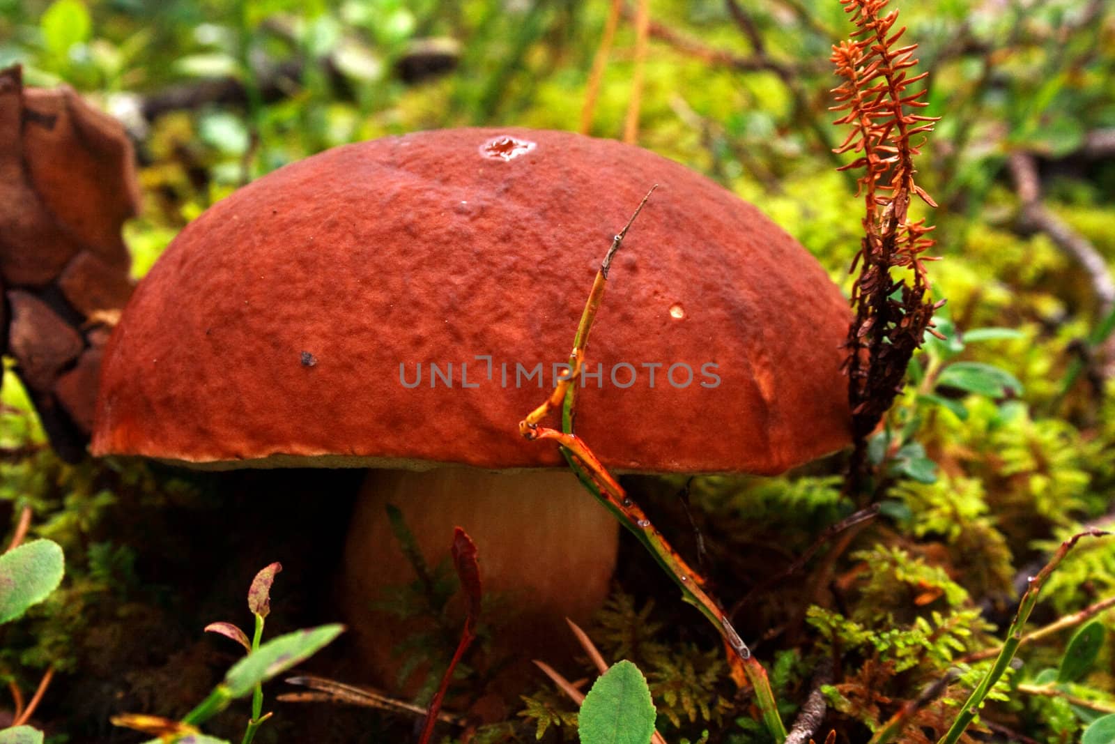 Mushroom growing between green lawn in deep forest