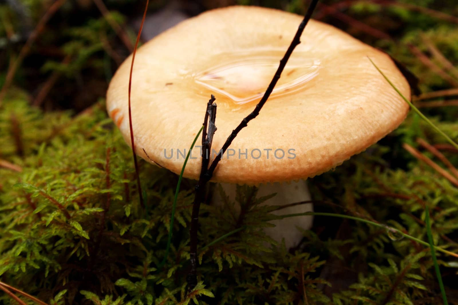 Mushroom growing between green lawn in deep forest