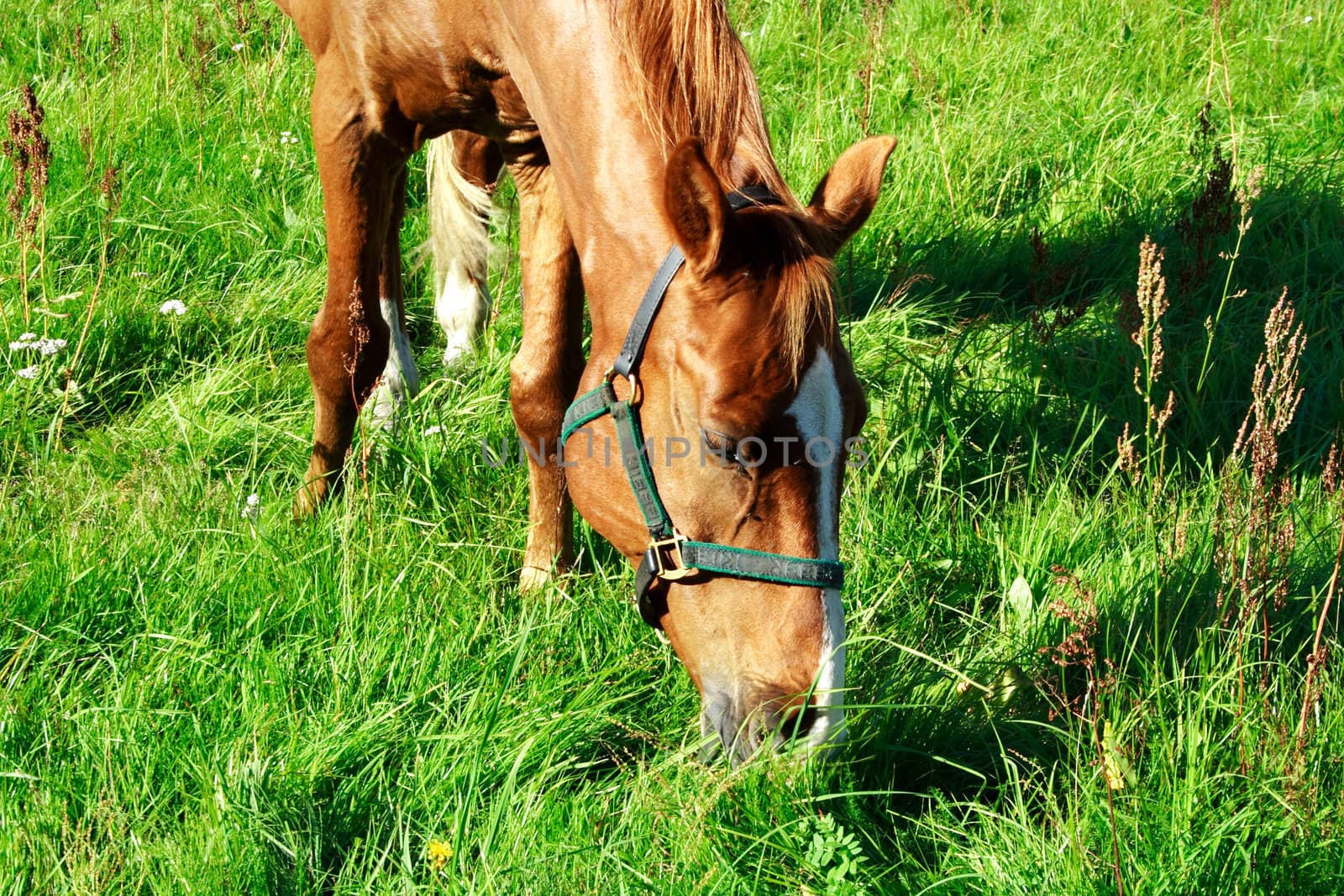 Brown horse eating fresh grass at green meadow