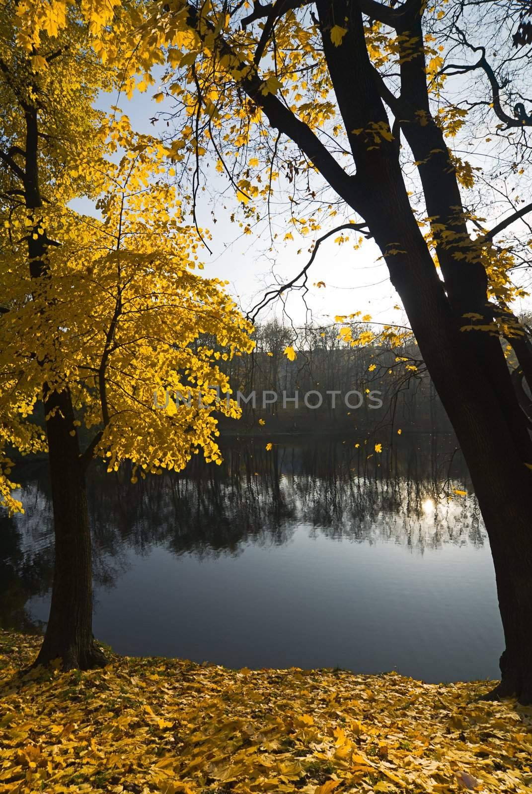 Tree with yellow leaves on the bank of a lake