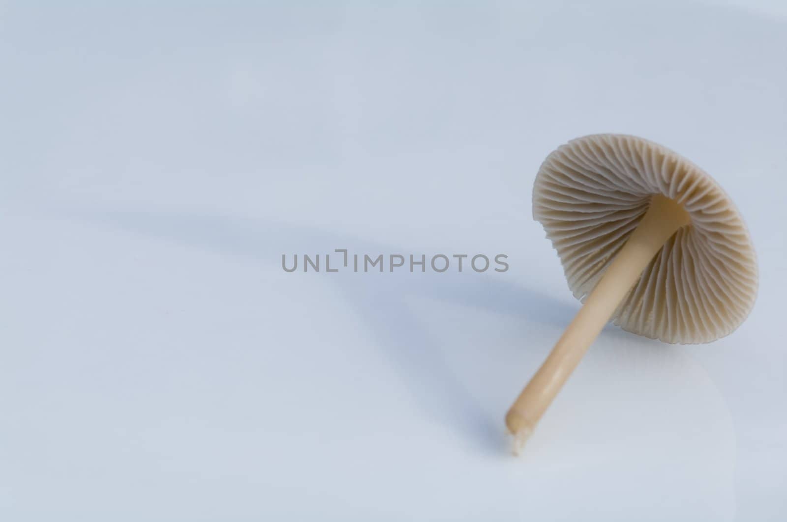 mushroom by baggiovara