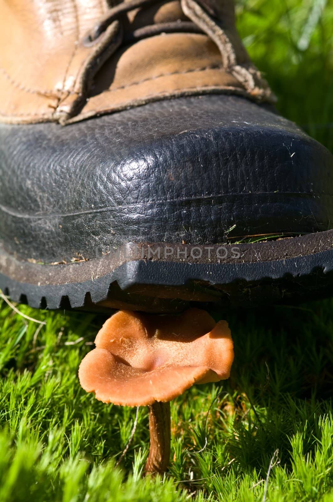 The boot and the Mushroom