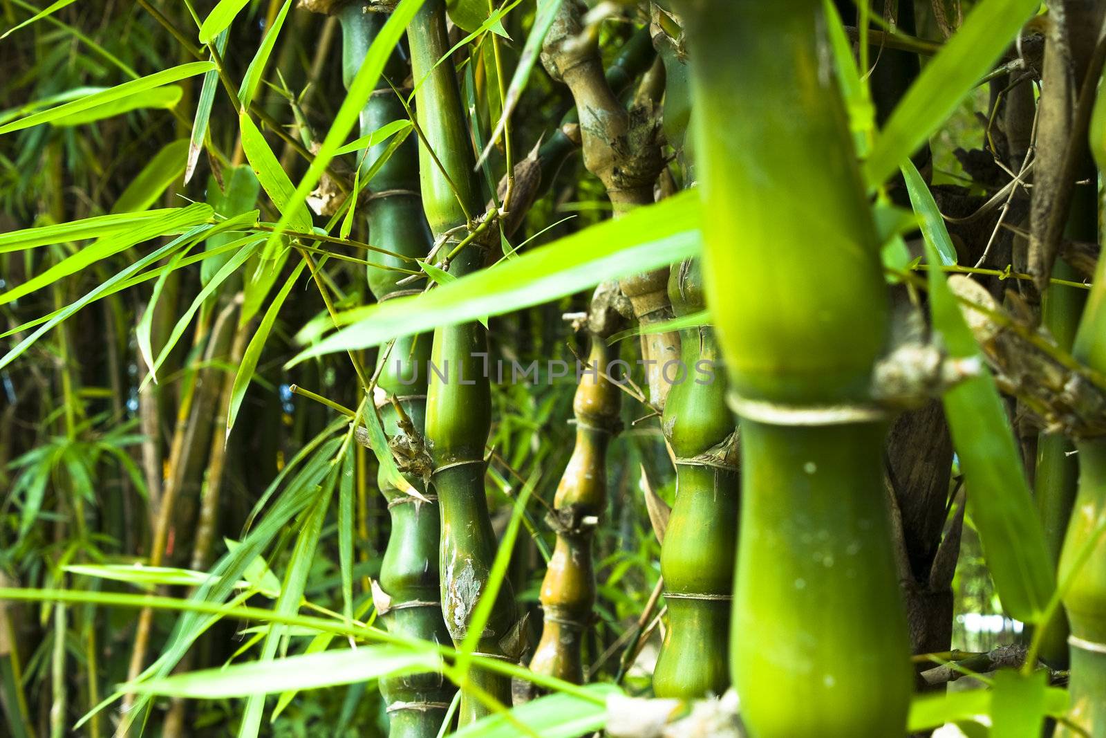 Asian Bamboo forest in hong kong for texture
