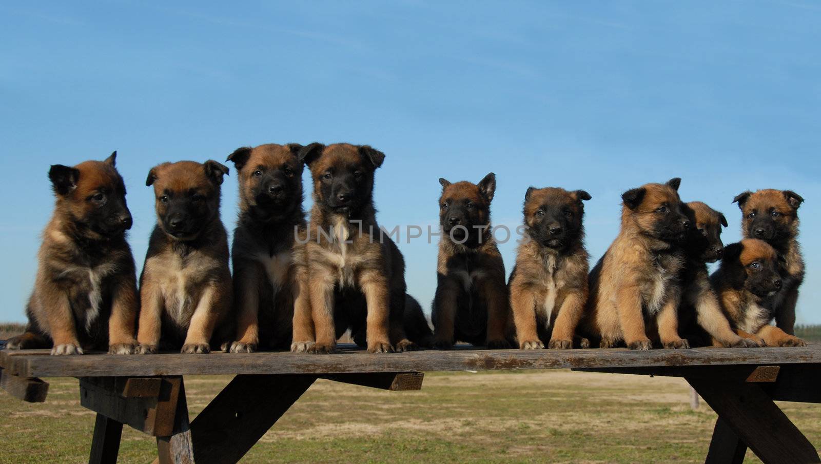 ten puppies purebred belgian shepherds malinois on a table