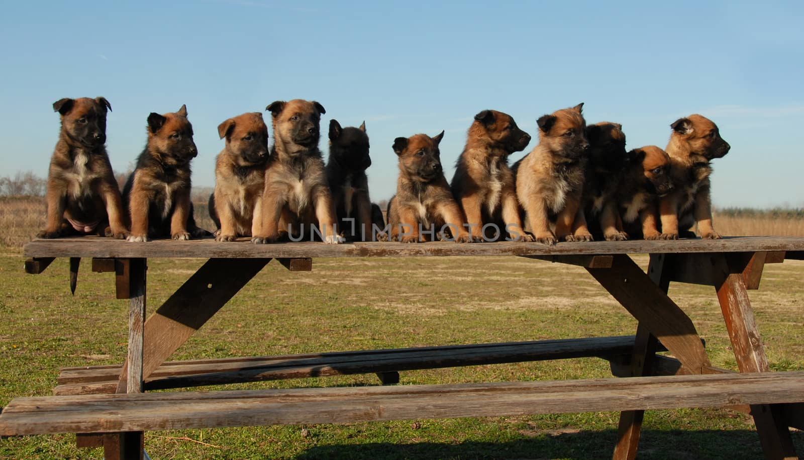 puppies belgian shepherds by cynoclub