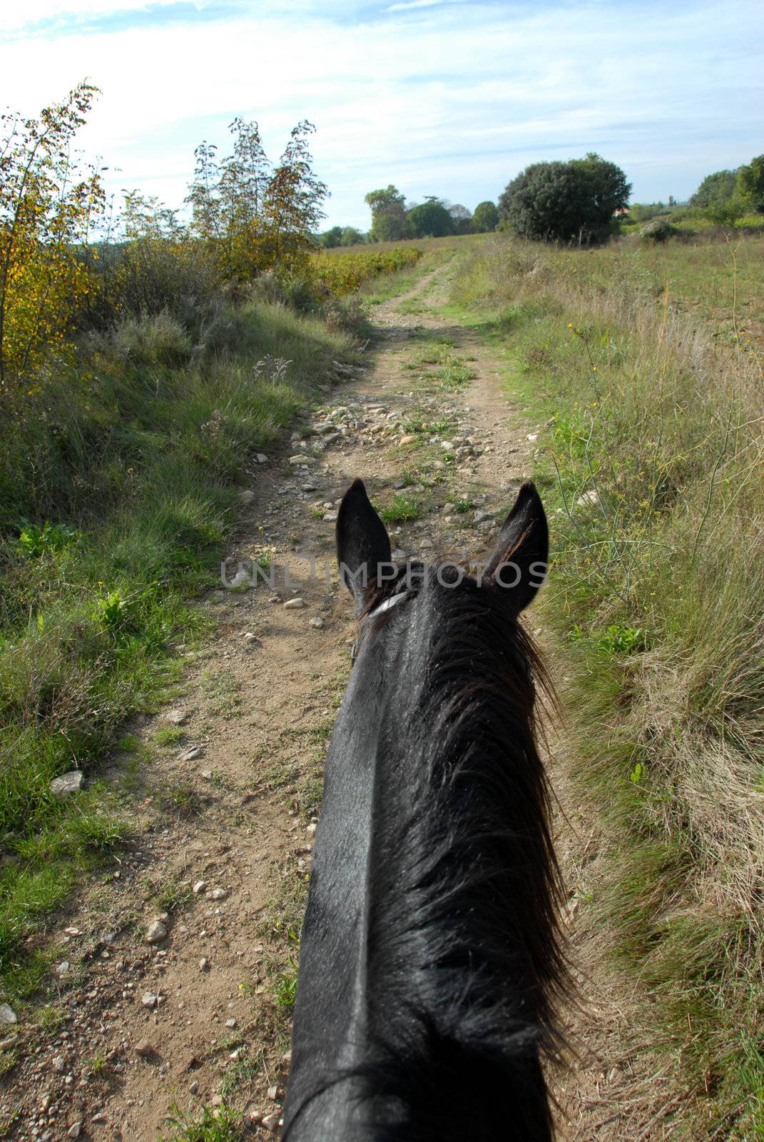 horseback riding on a black stallion on a rural way


