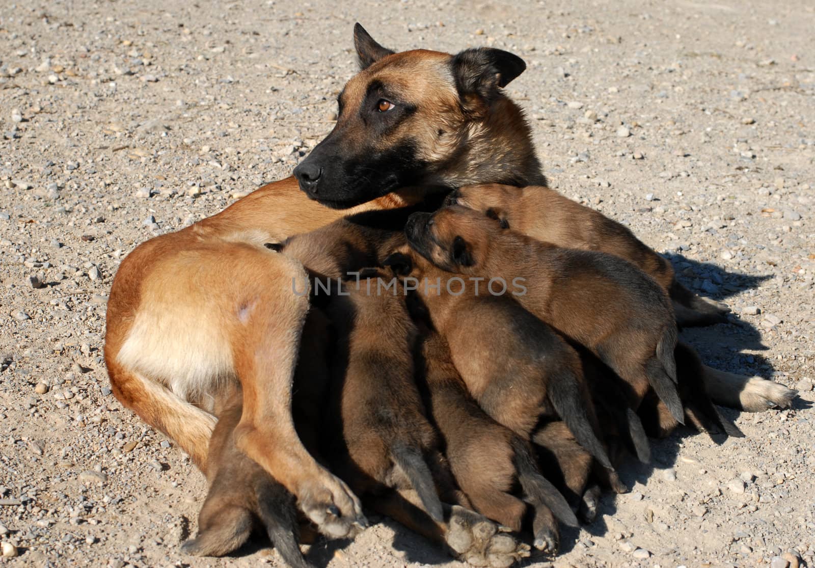 female shepherd and puppies by cynoclub