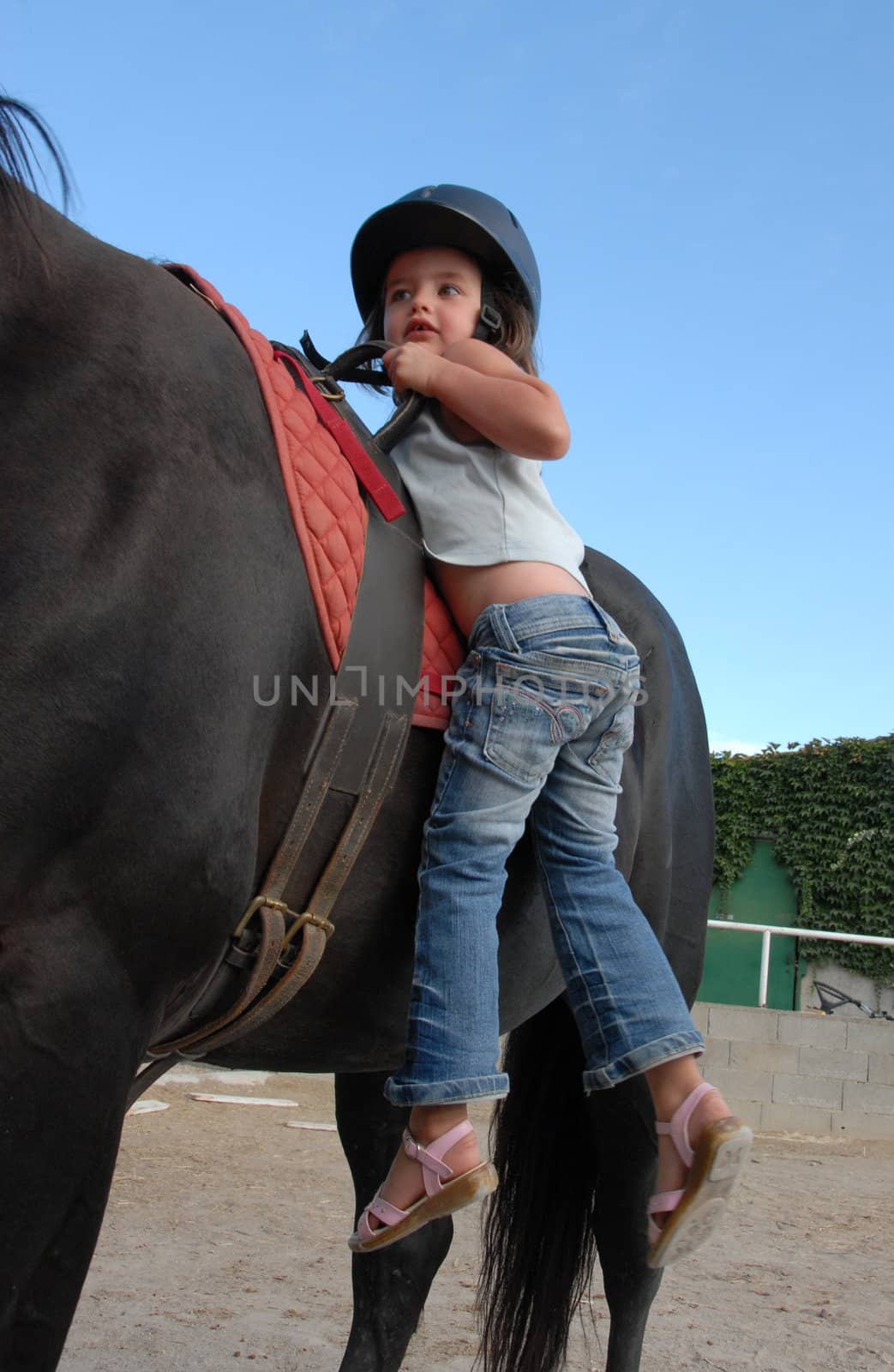 very young little girl on her black stallion

