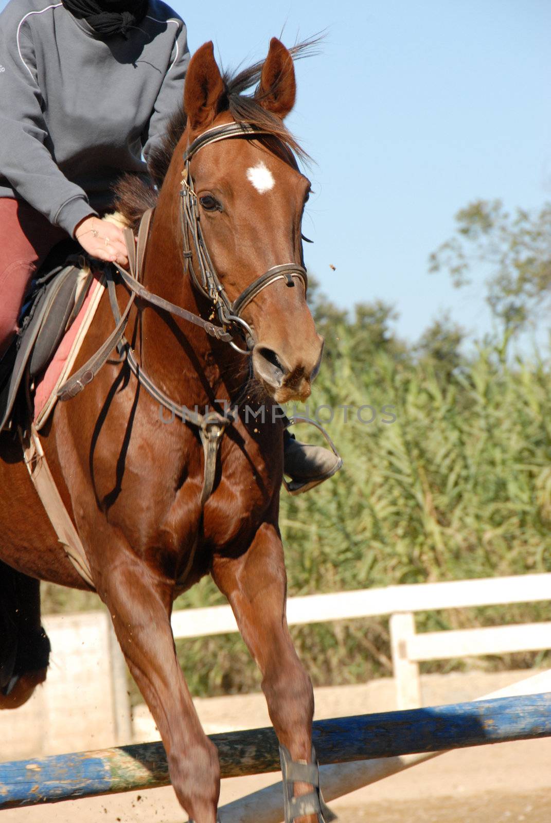 beautiful brown horse jumping in a training of competition

