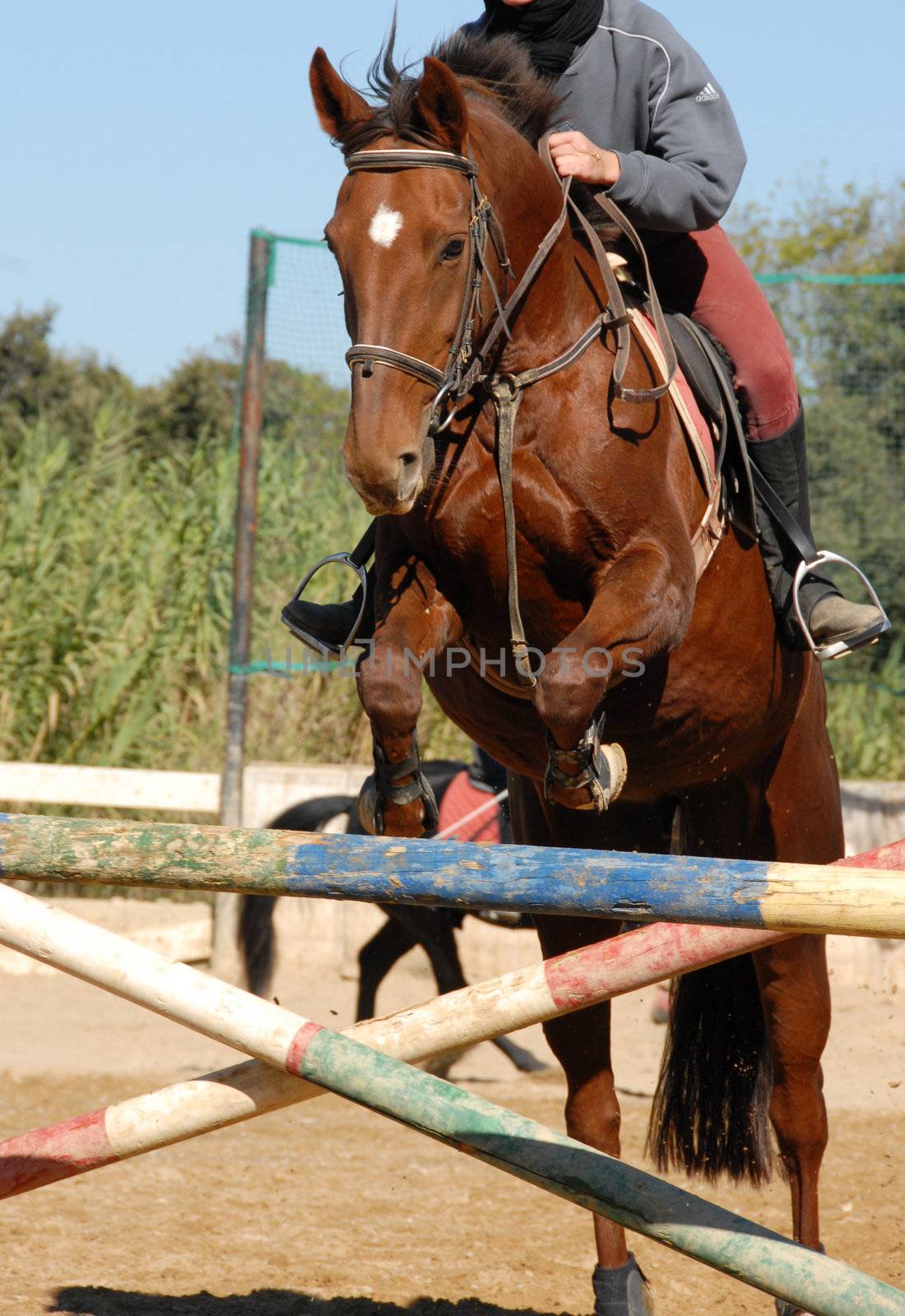 beautiful brown horse jumping in a training of competition

