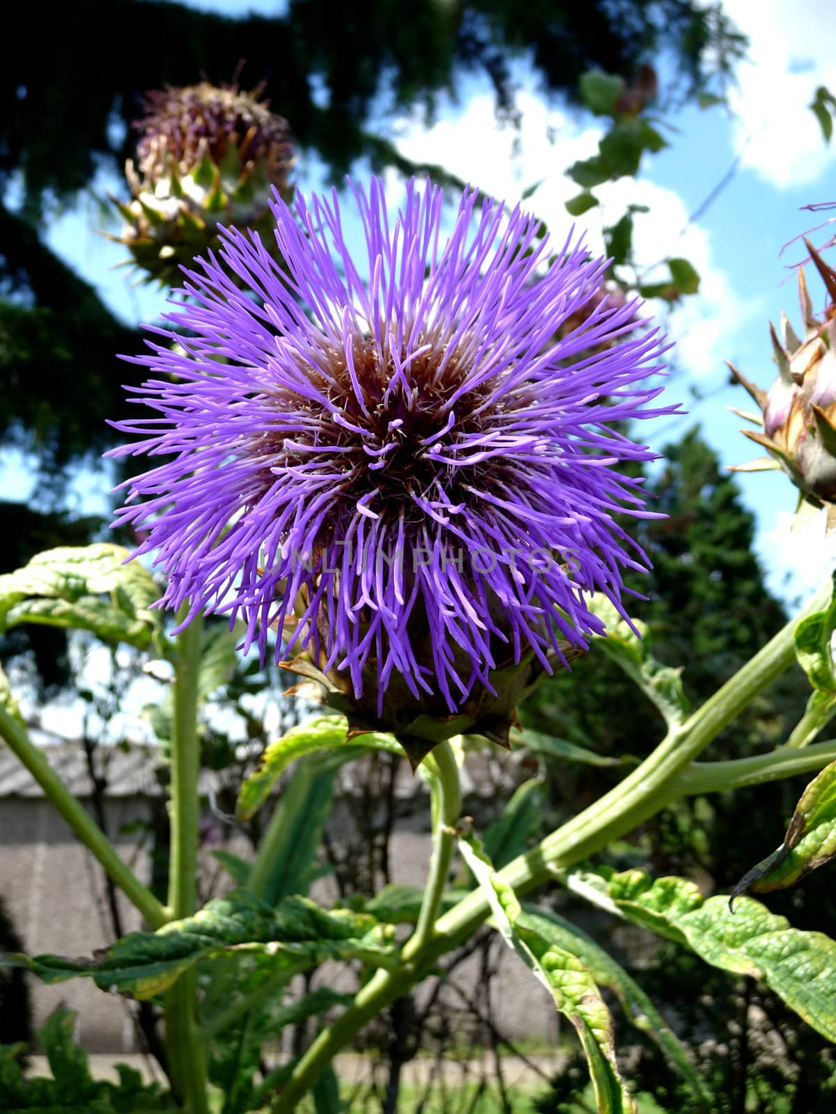 Close up view of a Thistle flower