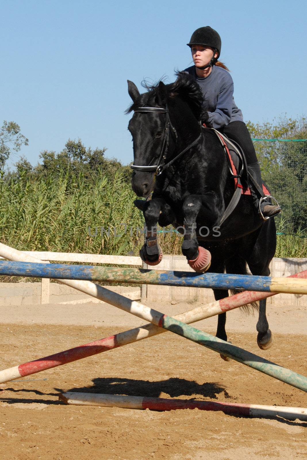training of competition in jumping for a teen and her black horse
