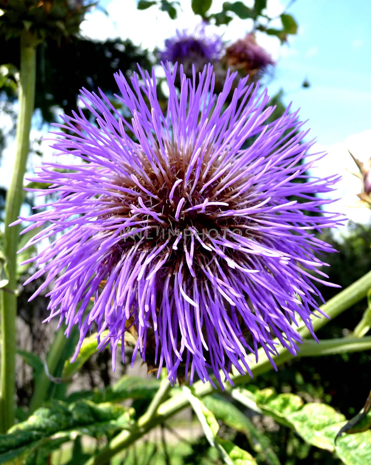 Close up view of a Thistle flower