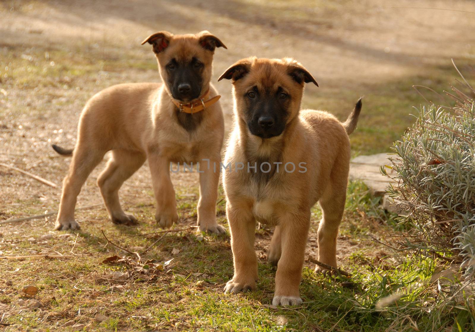 two young puppies purebred belgian shepherds malinois