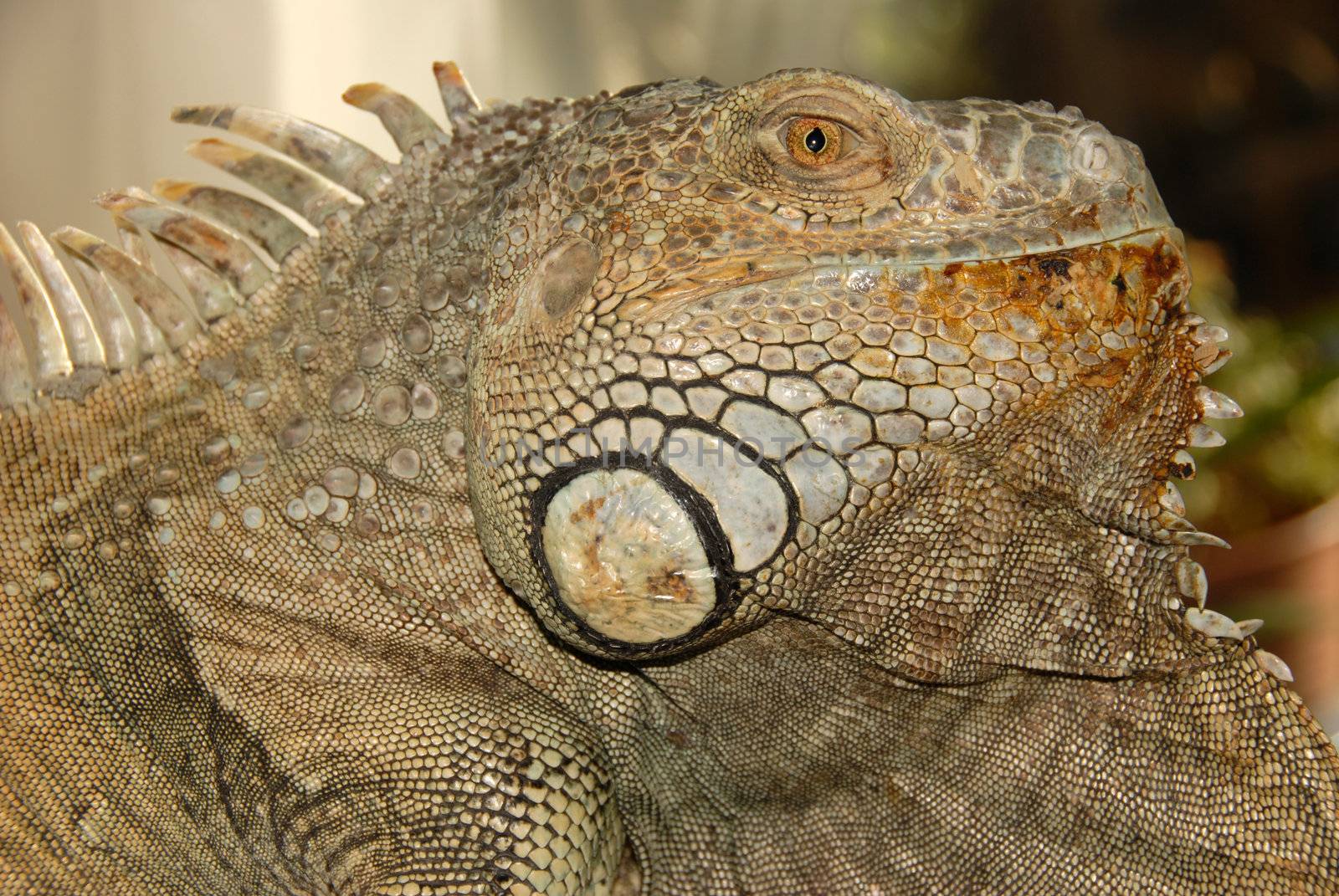 portrait of a big green iguana in an terrarium