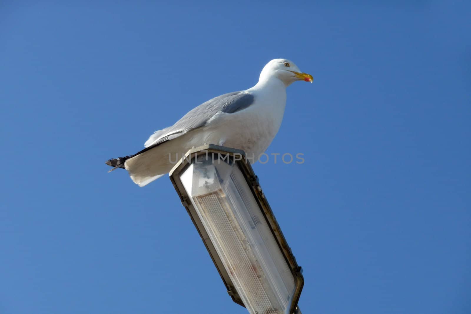 A Seagull that is sitting on a lamppost.