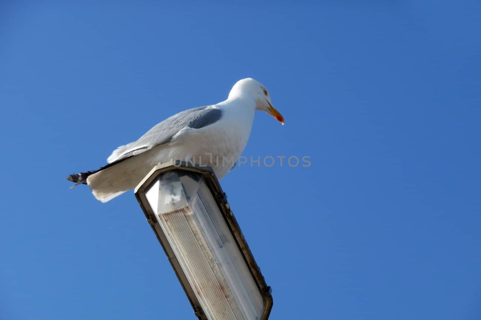 A Seagull that is sitting on a lamppost.