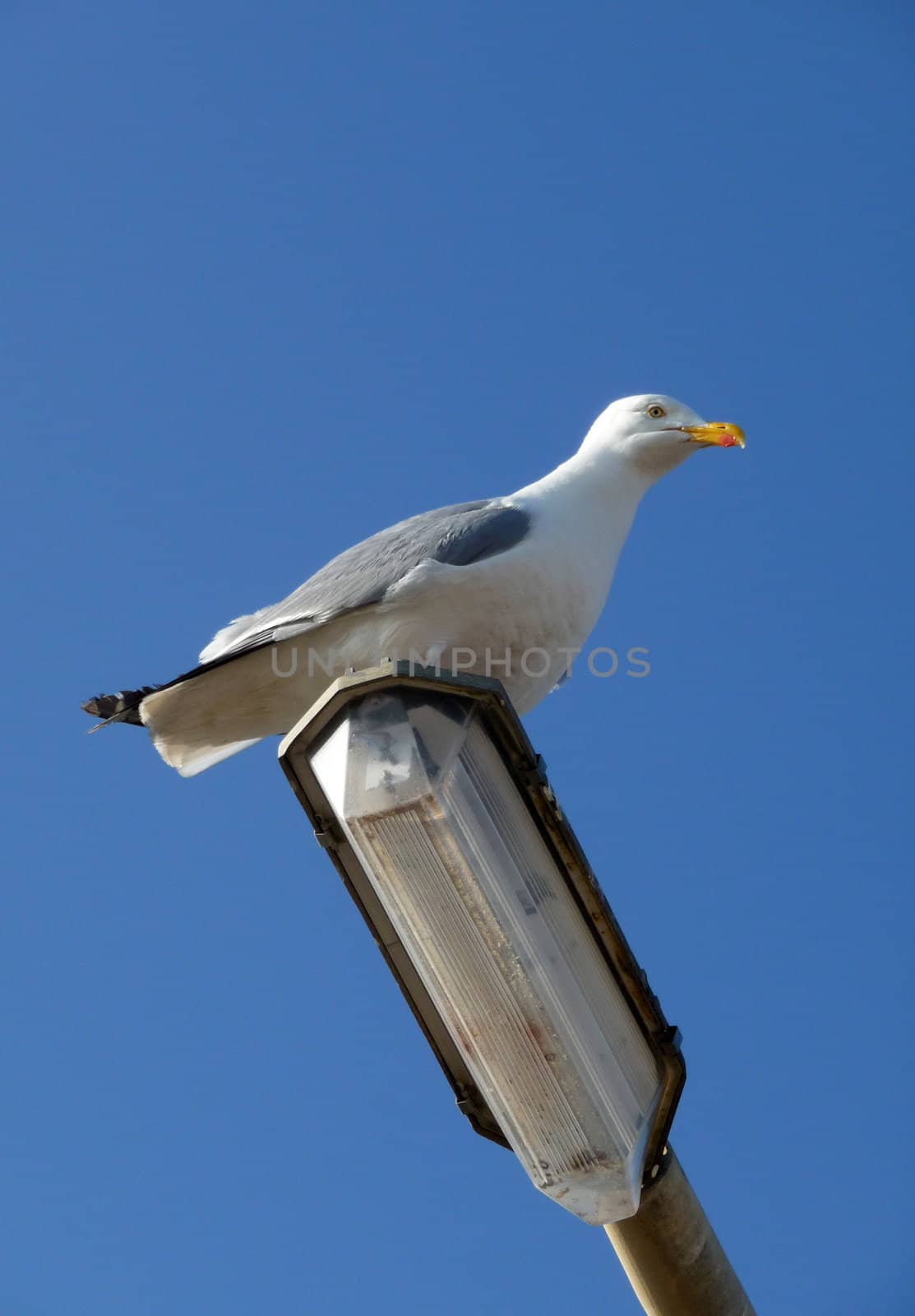 A Seagull that is sitting on a lamppost.