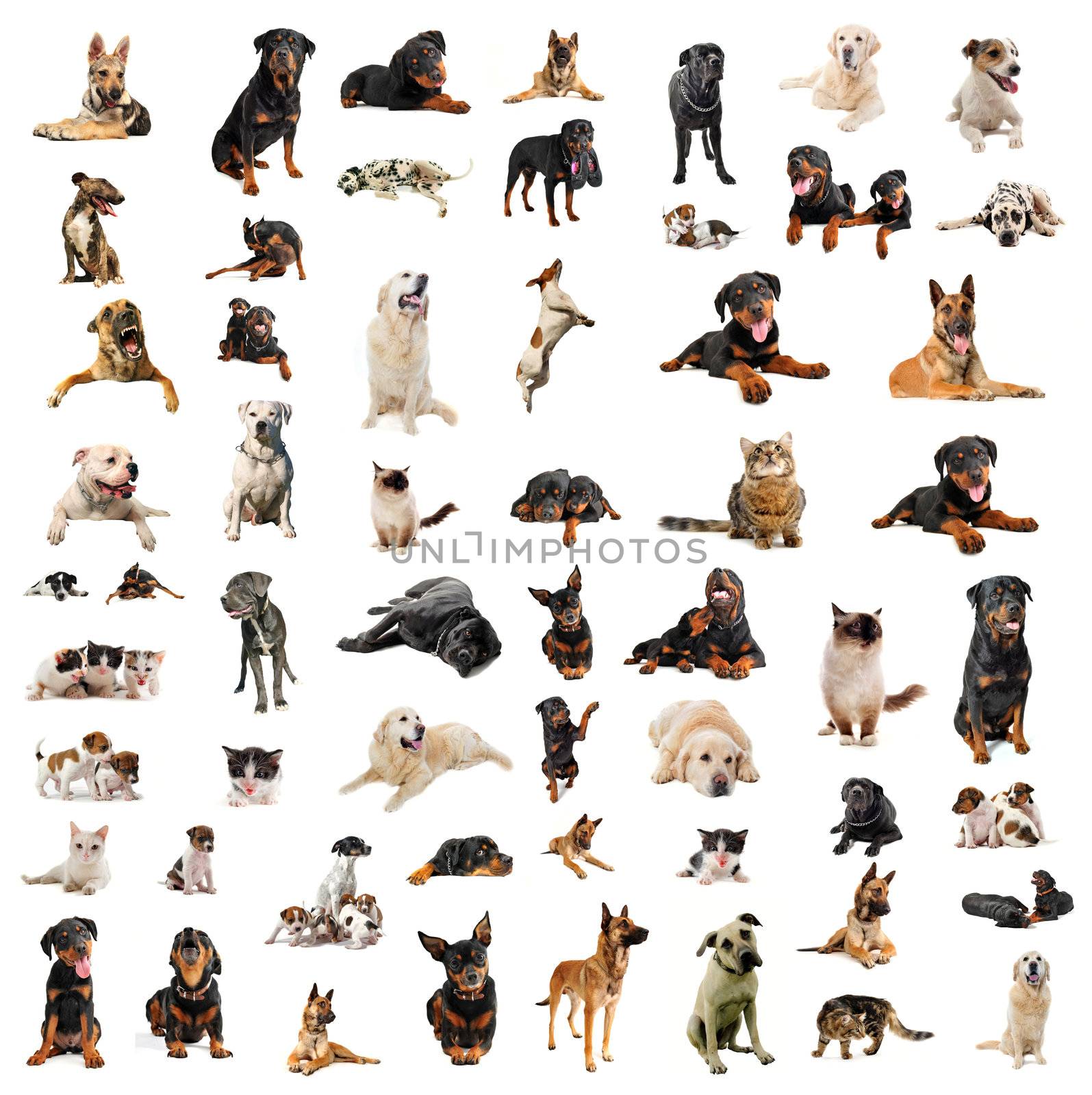 purebred dogs, puppies and cats on a white background