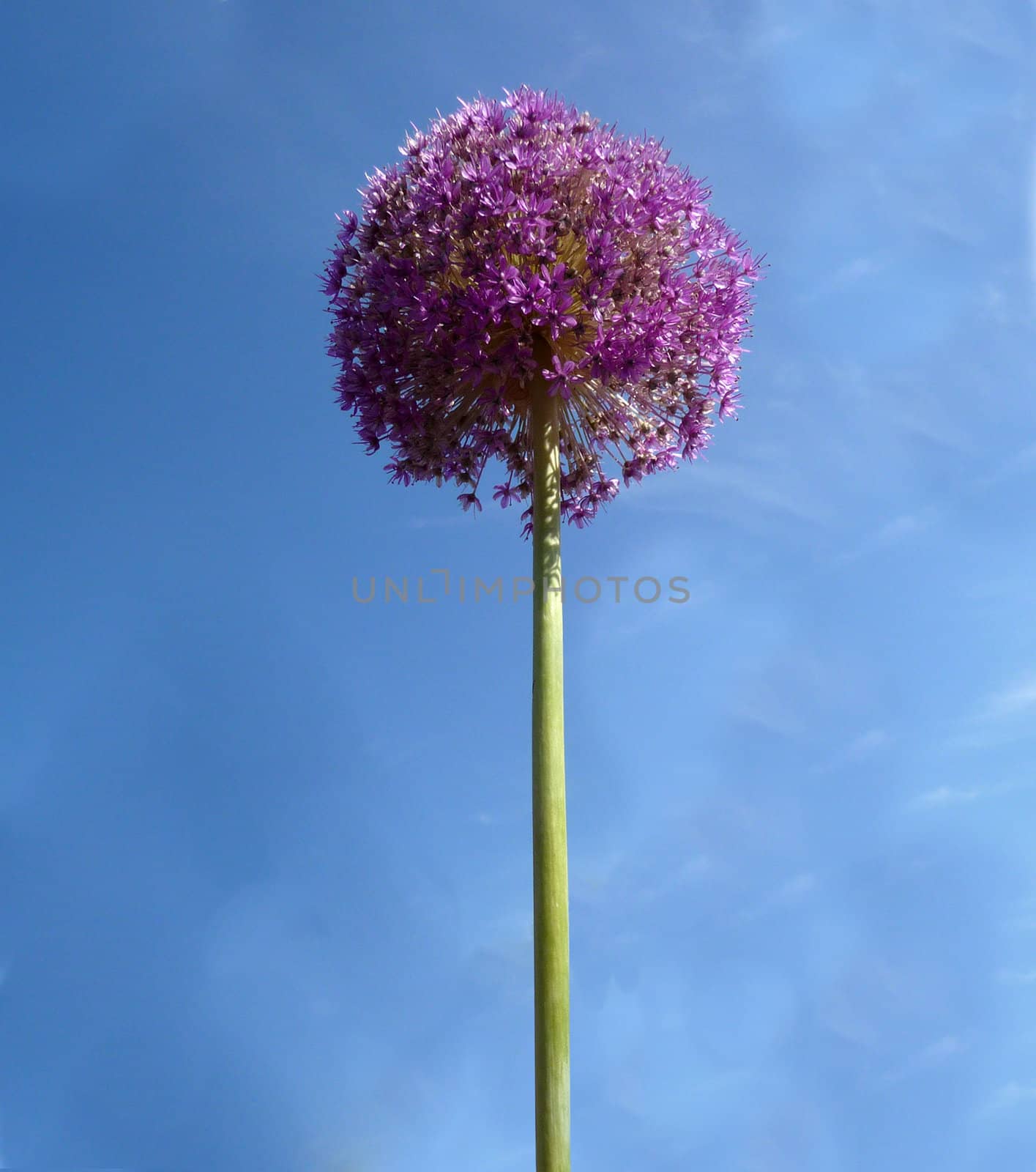 Close up view of some rather spherical looking flowers with a sky background.