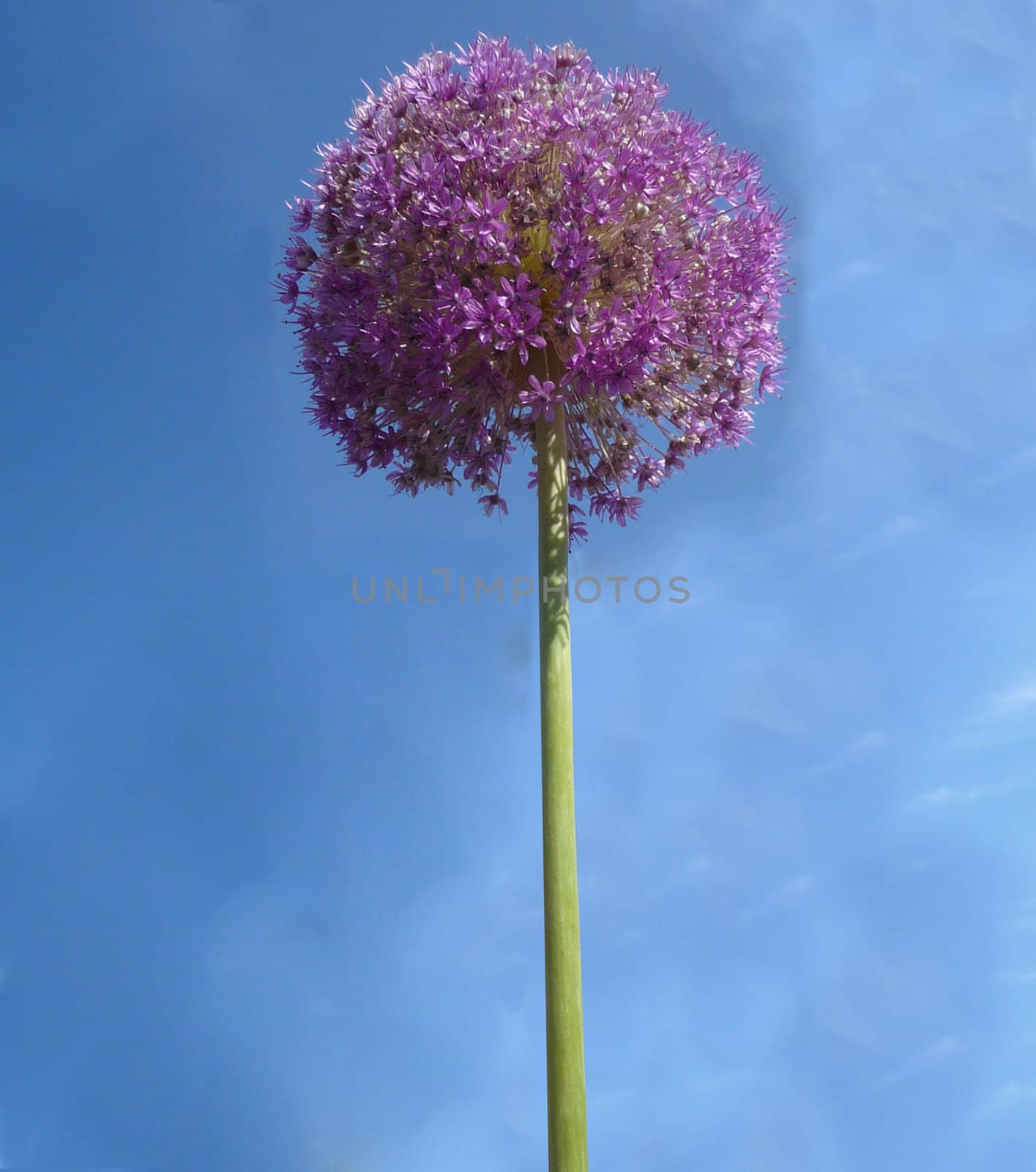 Close up view of some rather spherical looking flowers with a sky background.