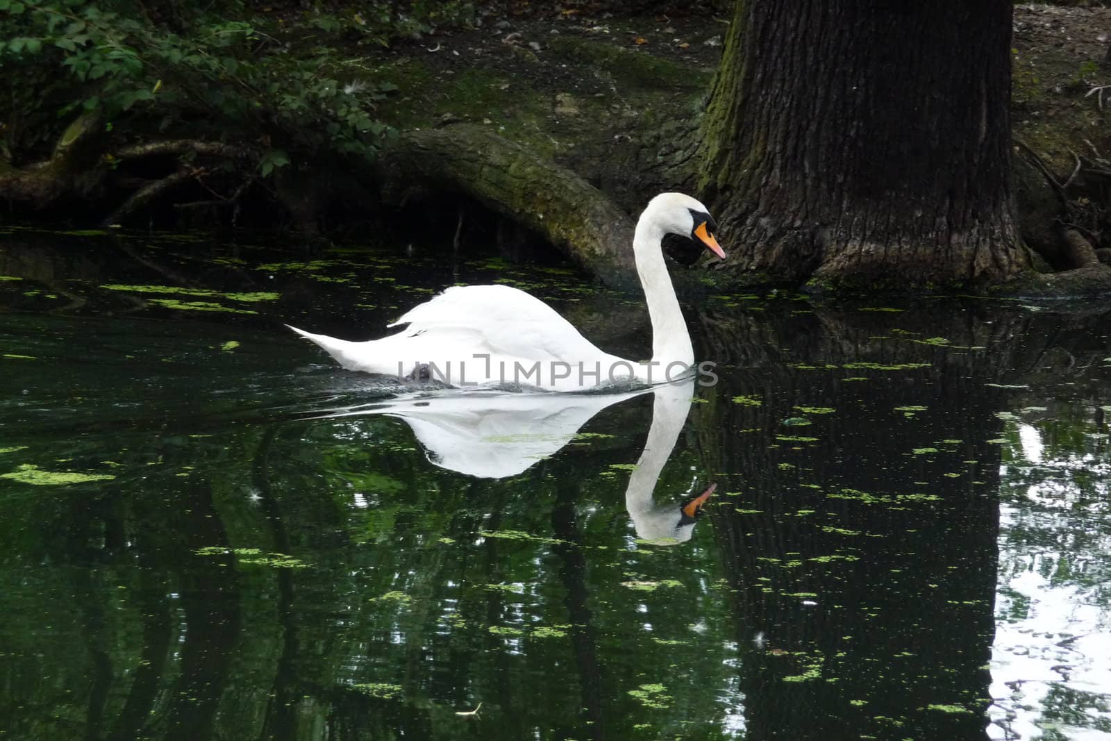 A swan that is floating on water in a pond.