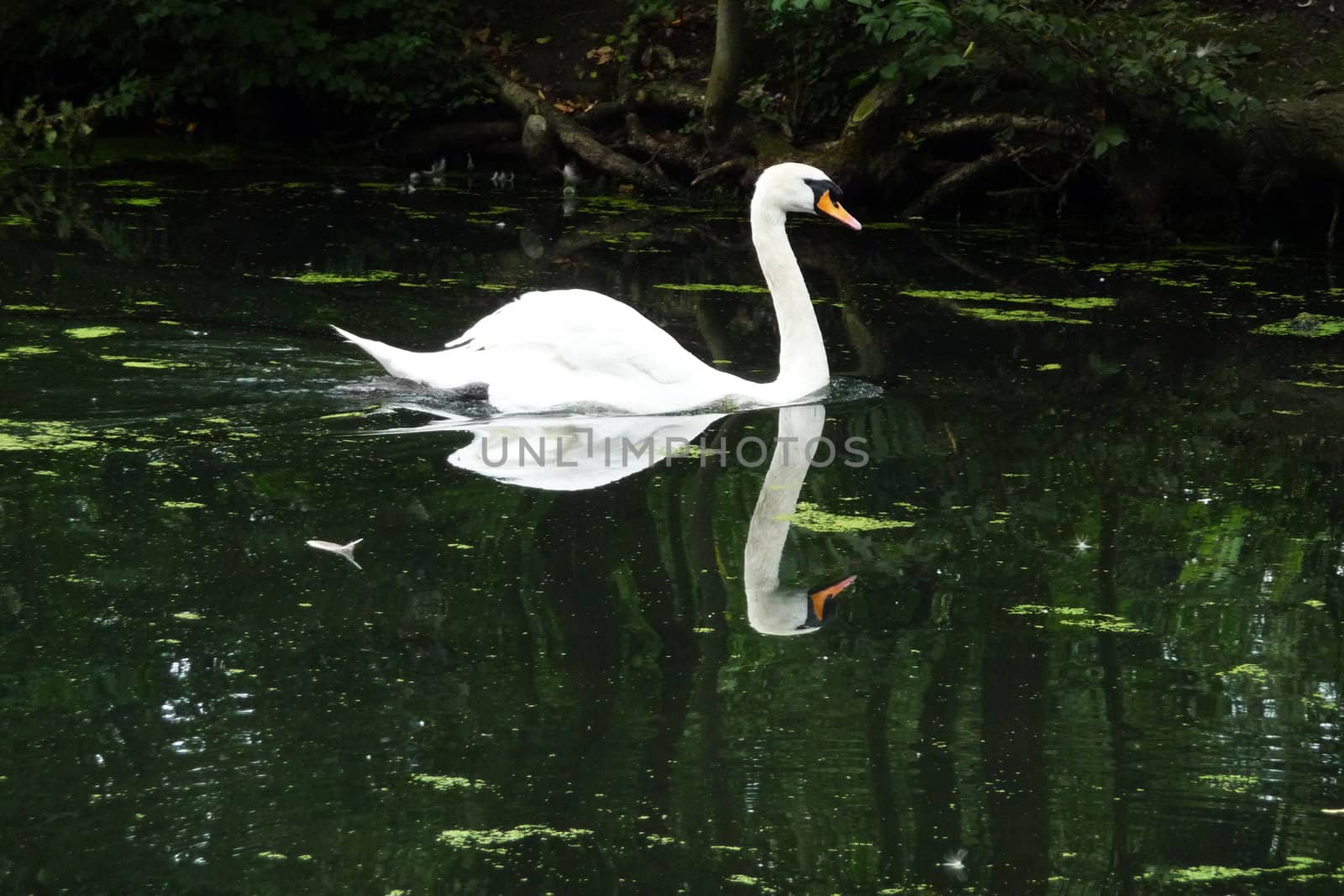 A swan that is floating on water in a pond.