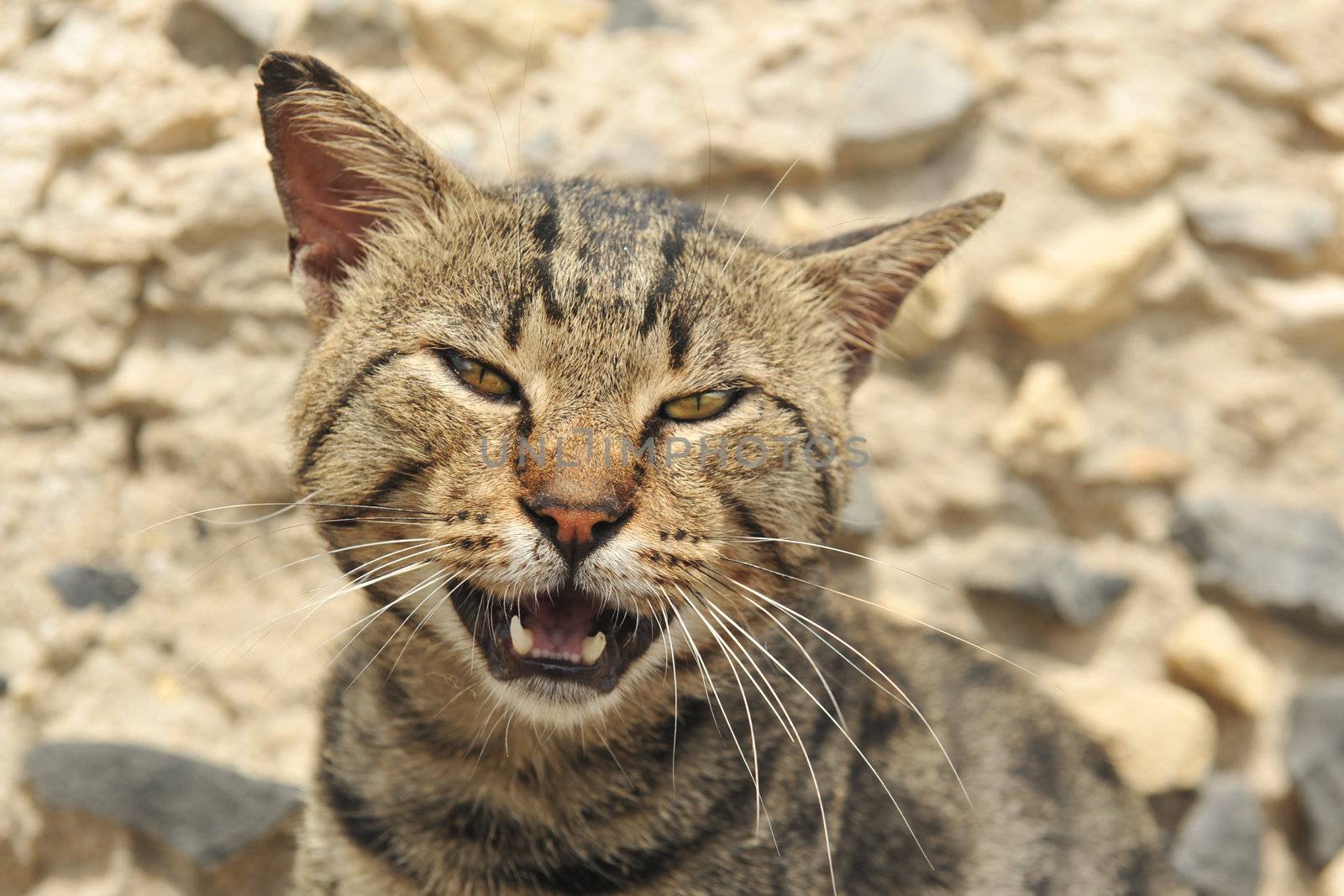 meowing male old cat in front of a wall