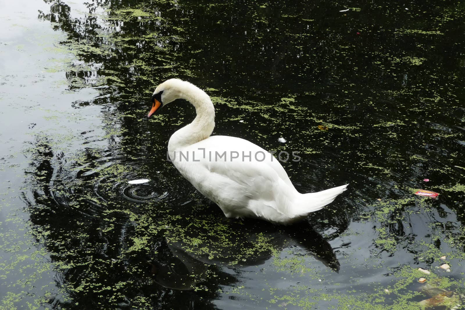 A swan that is floating on water in a pond.