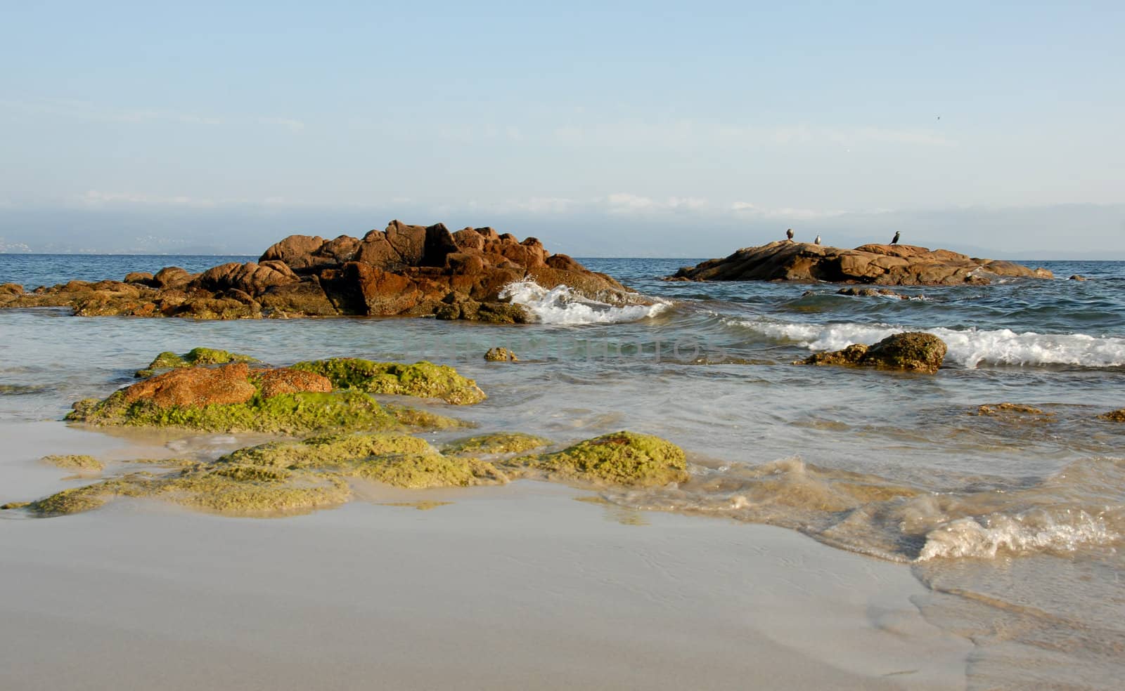 wild beach in corse with three birds on rock
