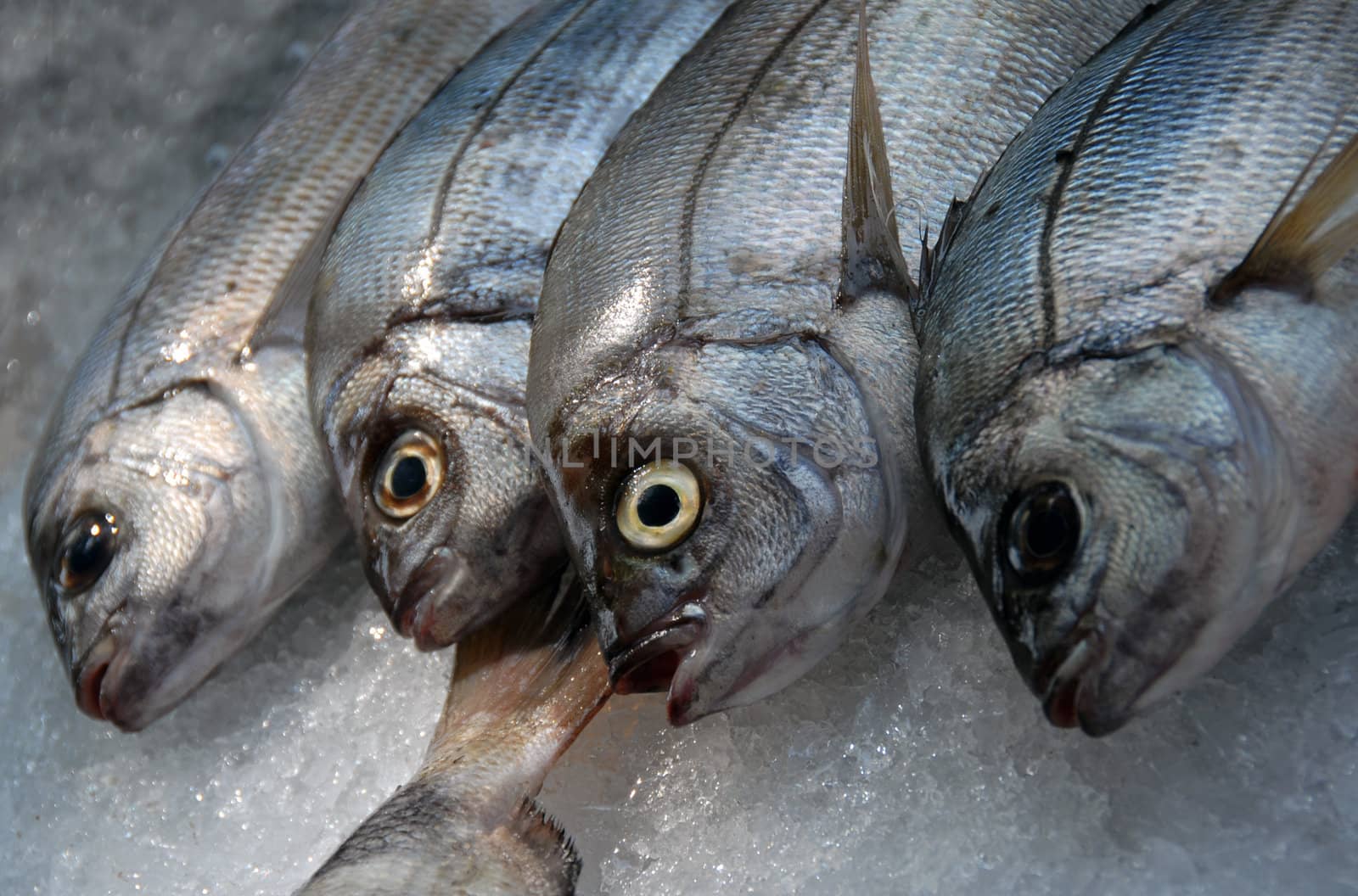 fresh fishes on ice in a market in corsica