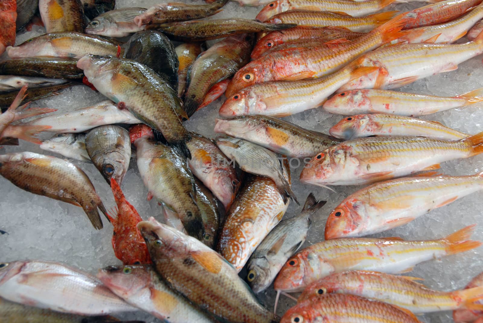 red mediterranean fishes on ice in a market in corsica