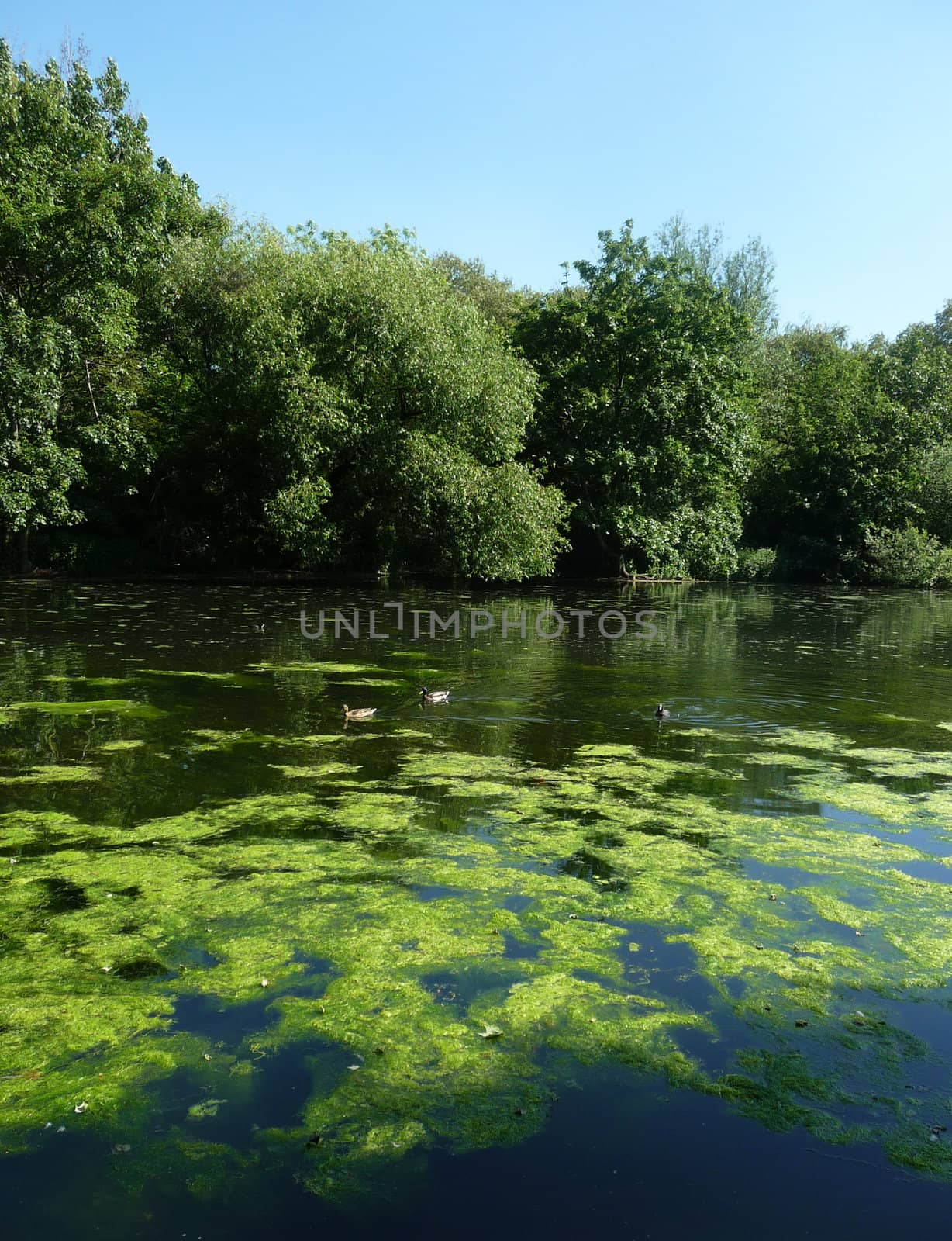 A typical countryside scene showing a lake and trees.