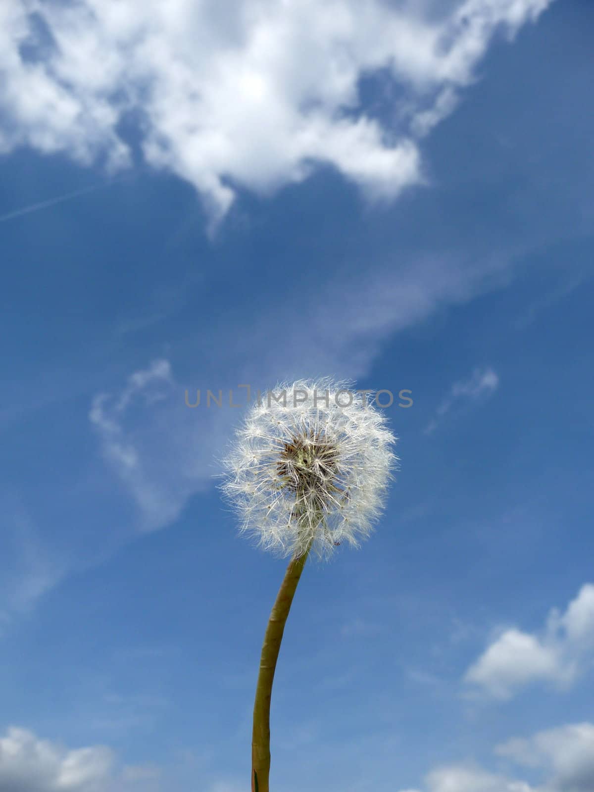 Close up view of a Dandelion clock