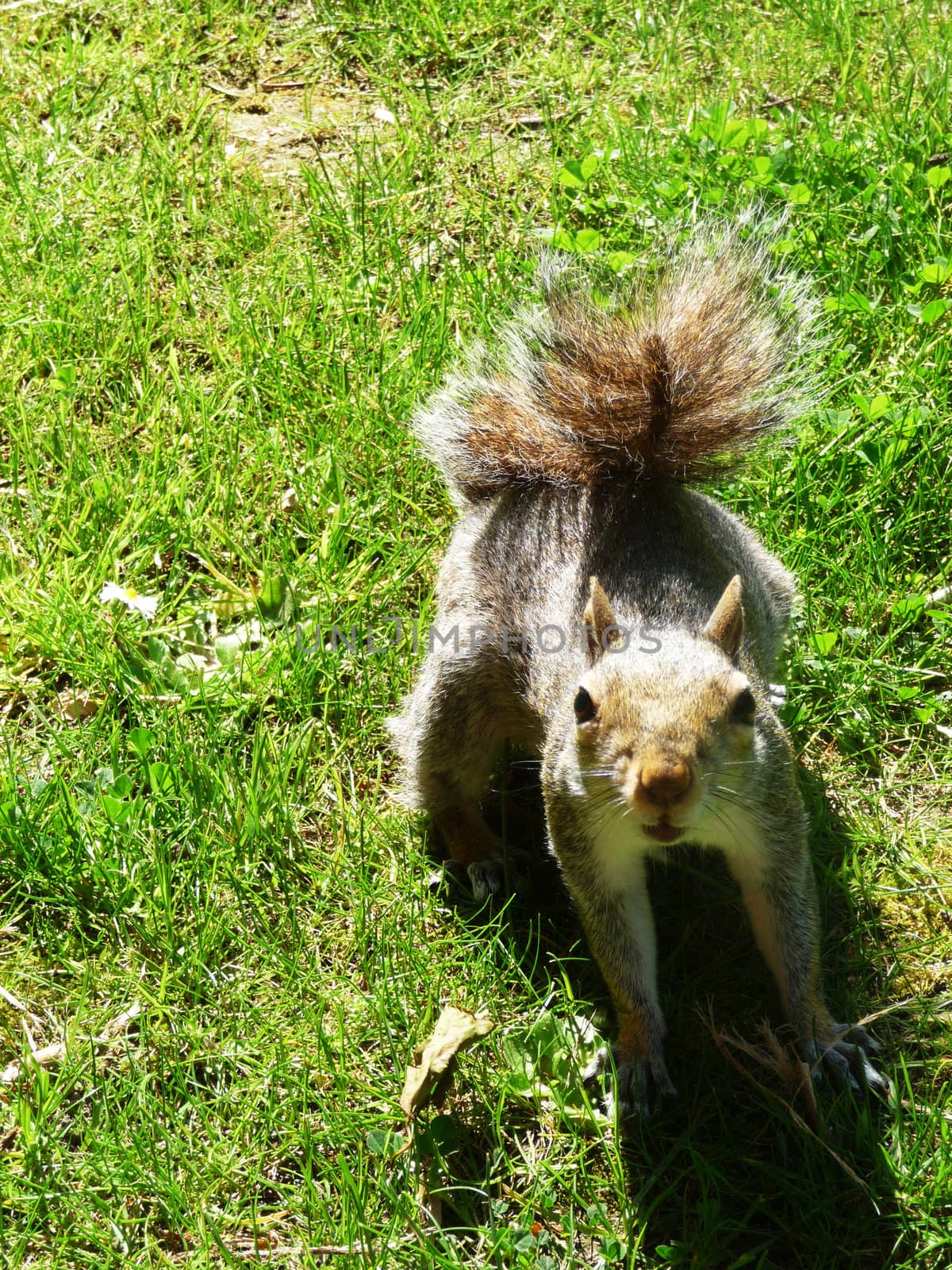 A close up view of a squirrel.