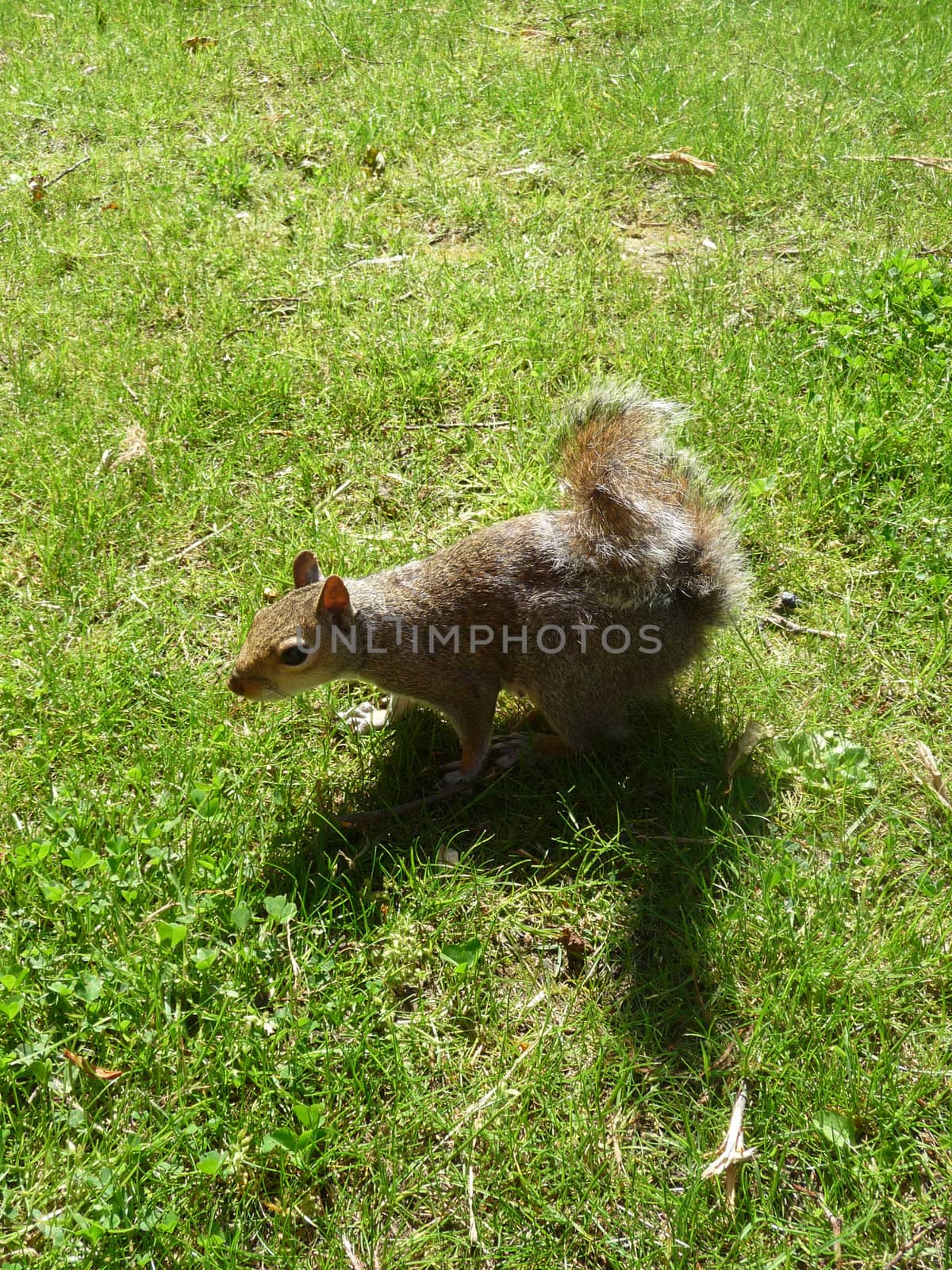 A close up view of a squirrel.