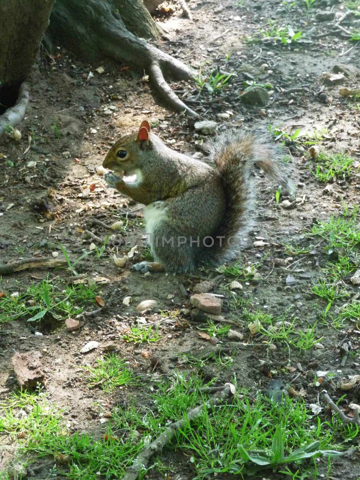 A close up view of a squirrel.