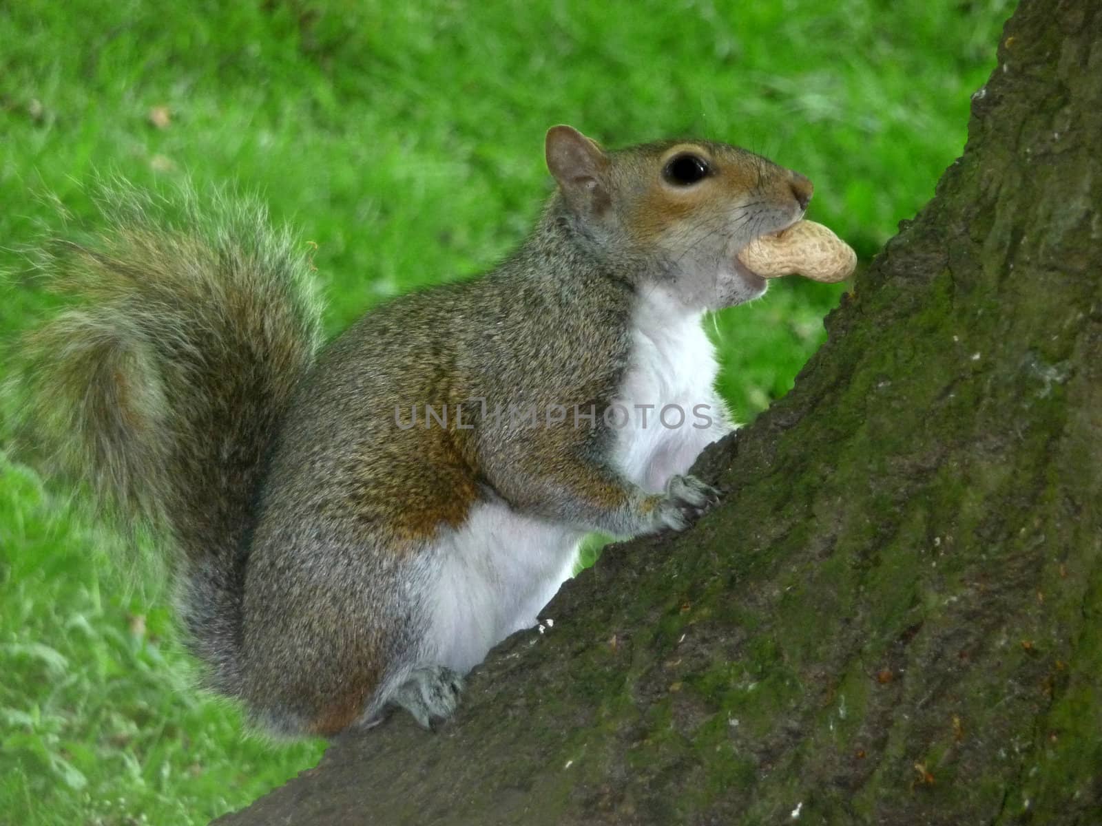 A close up view of a squirrel.
