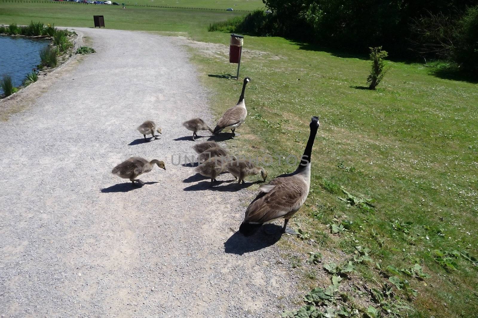 A Canadian geese family in Hainault Forest park.