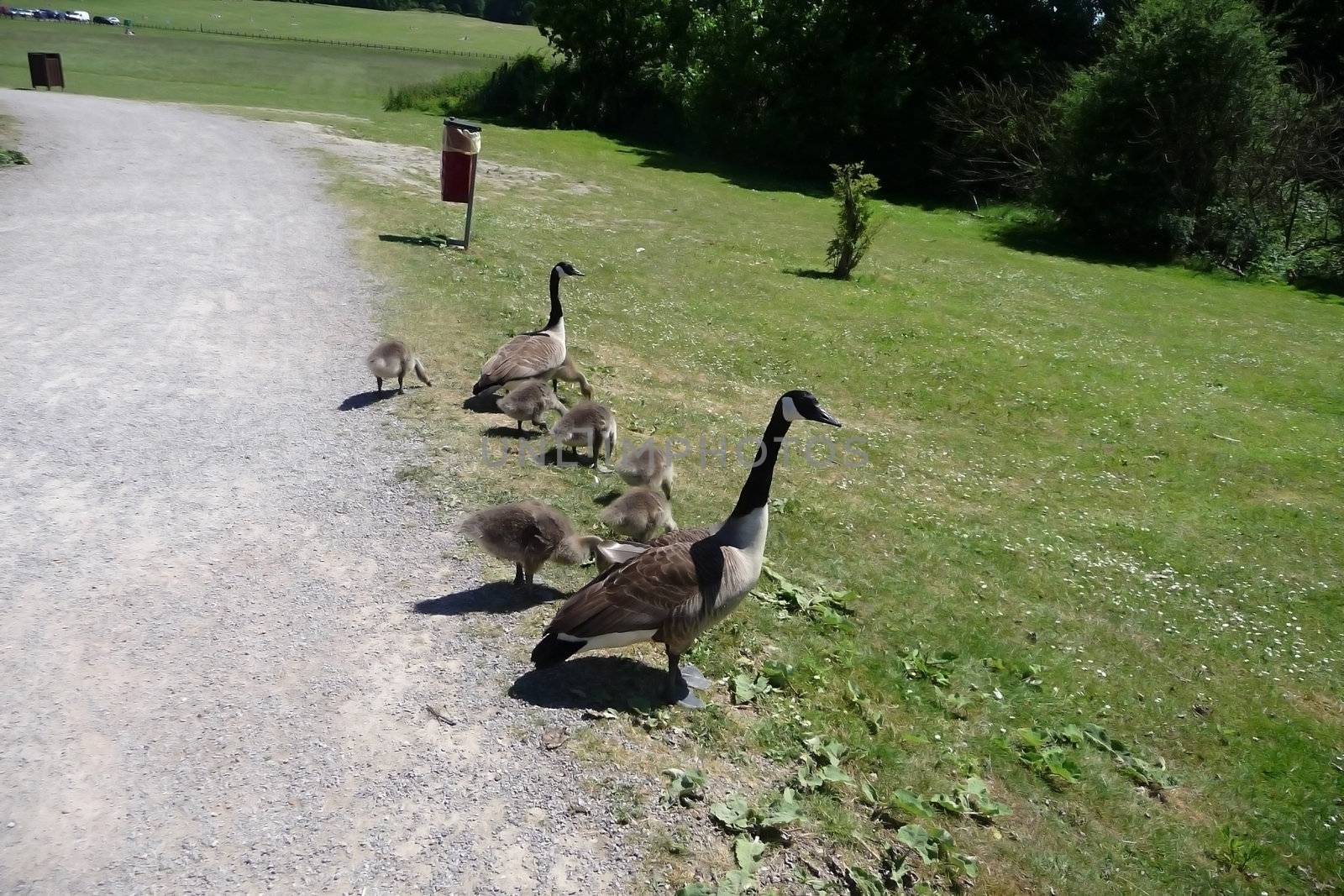 A Canadian geese family in Hainault Forest park.