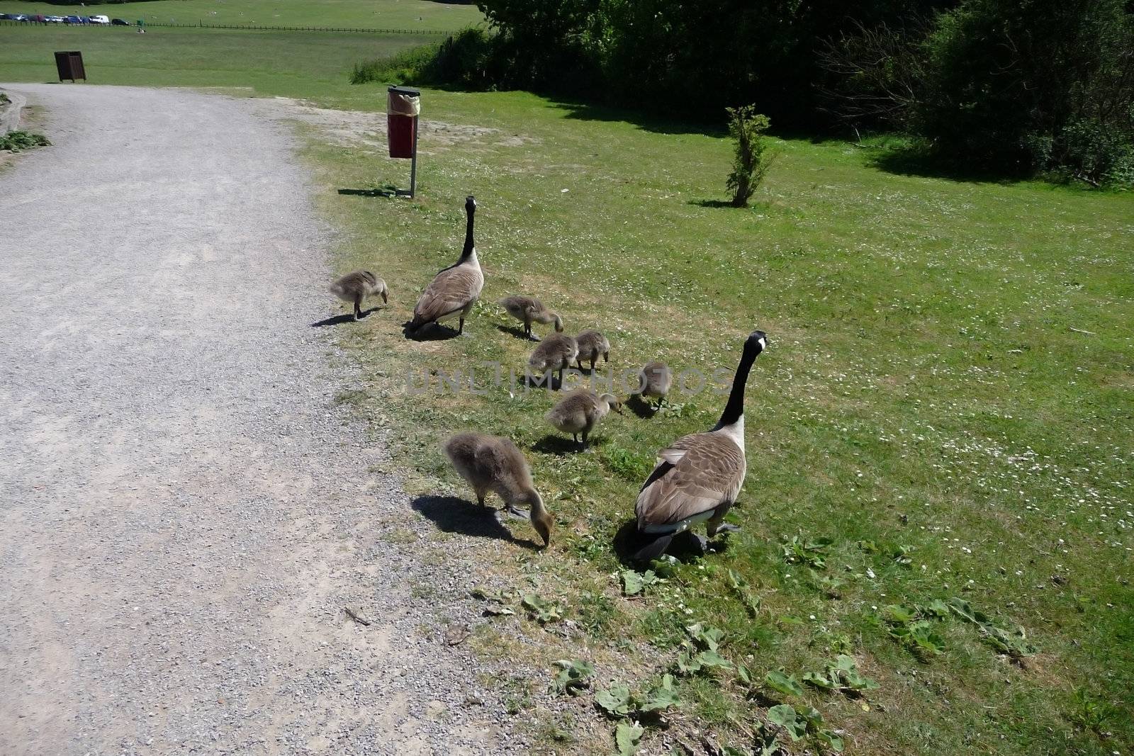 A Canadian geese family in Hainault Forest park.