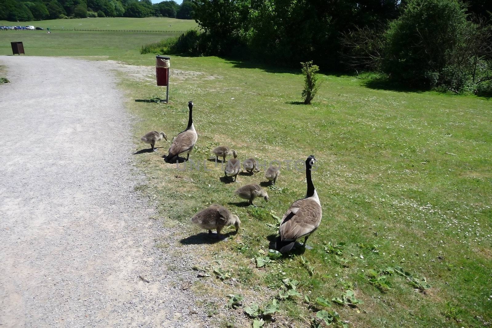 A Canadian geese family in Hainault Forest park.