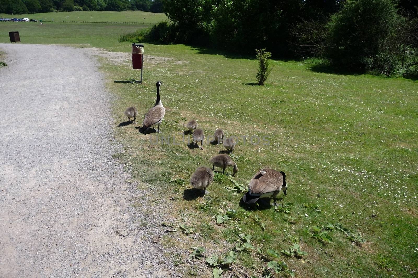 A Canadian geese family in Hainault Forest park.