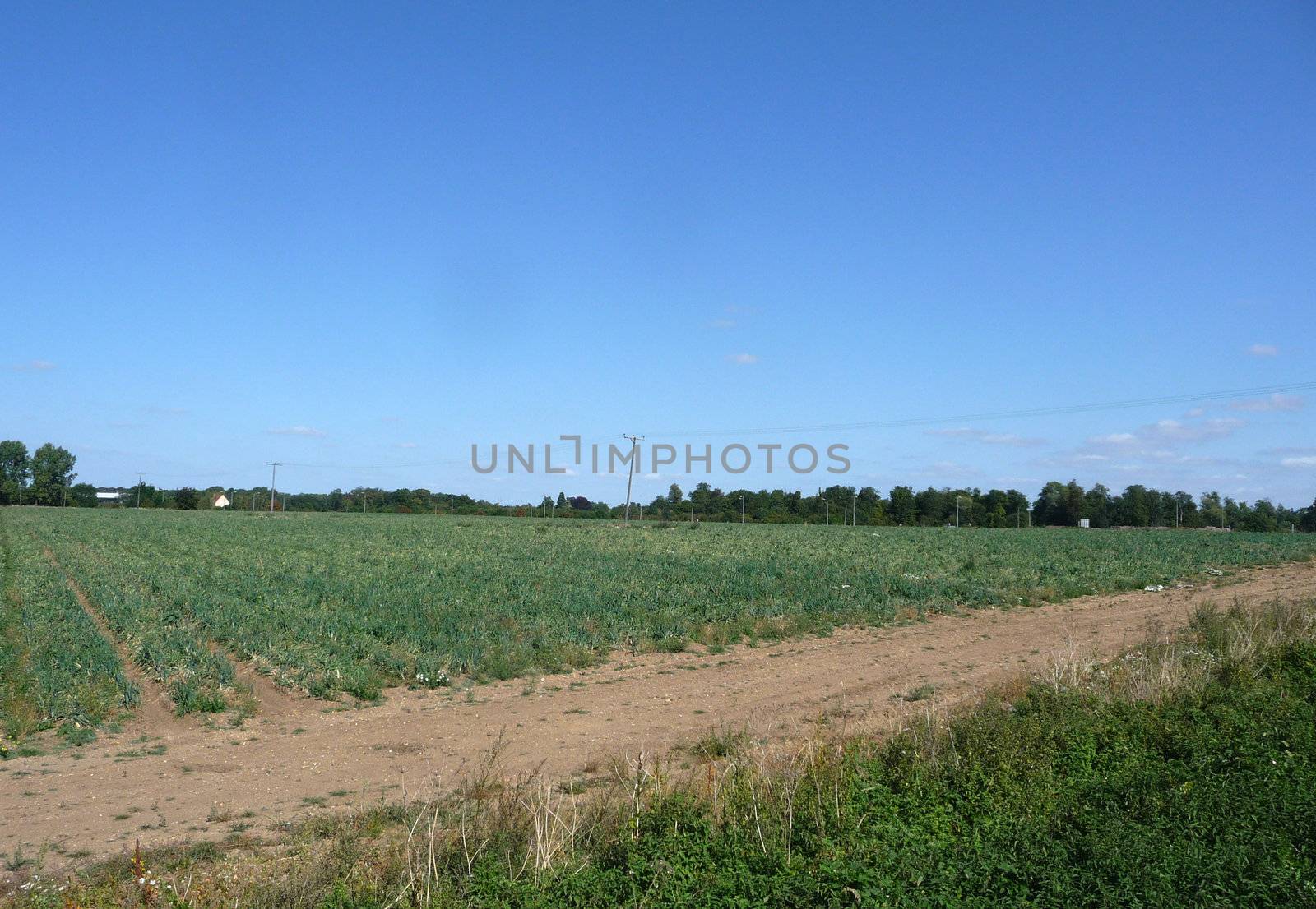 A view of some farm land in Cambridge.