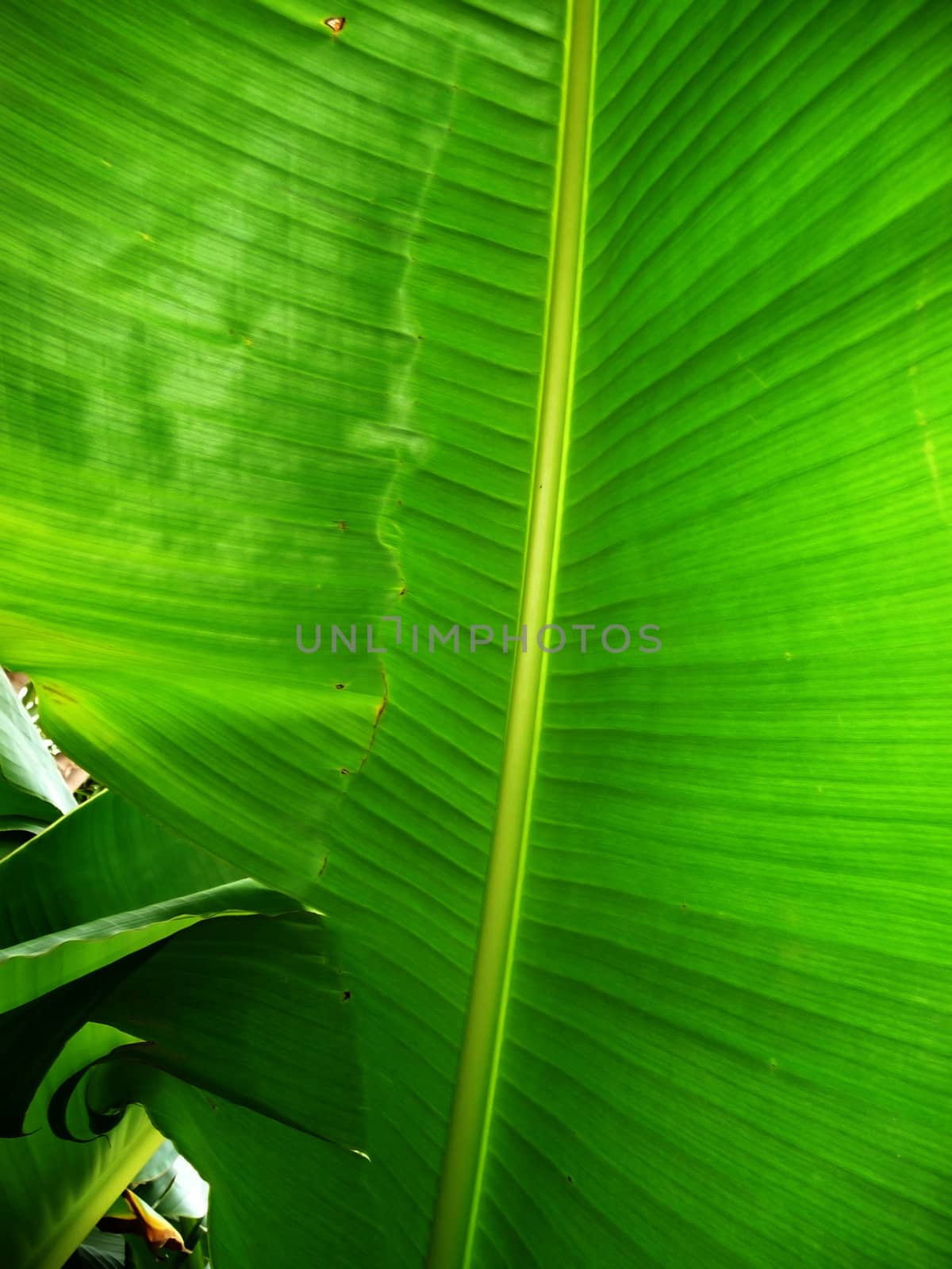 Close up of a giant tropical plant leaf.