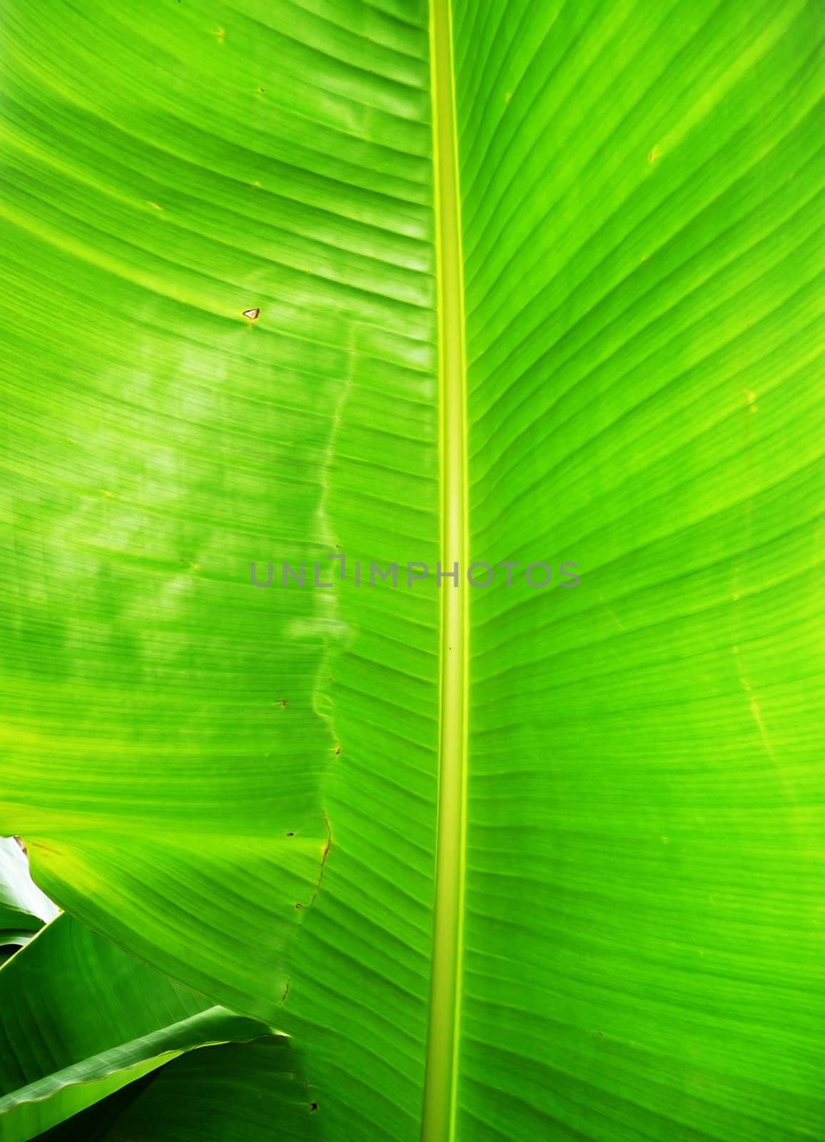 Close up of a giant tropical plant leaf.