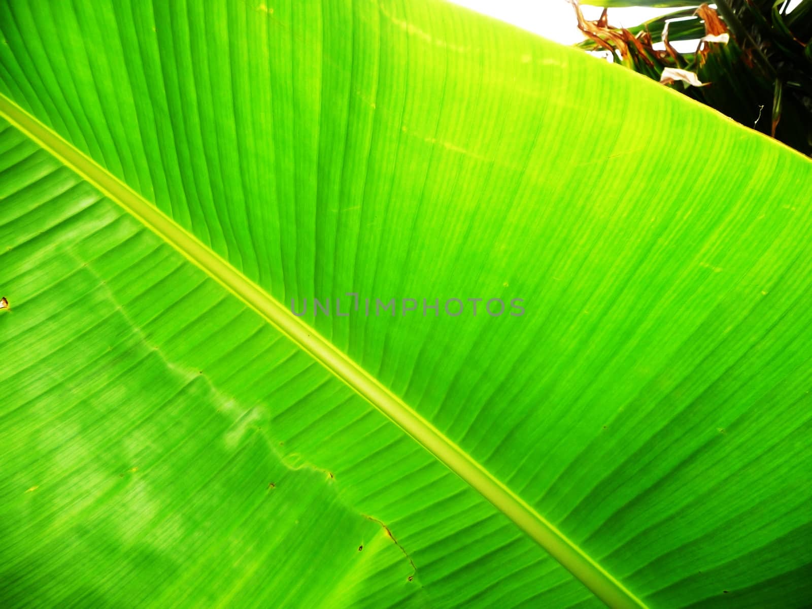 Close up of a giant tropical plant leaf.